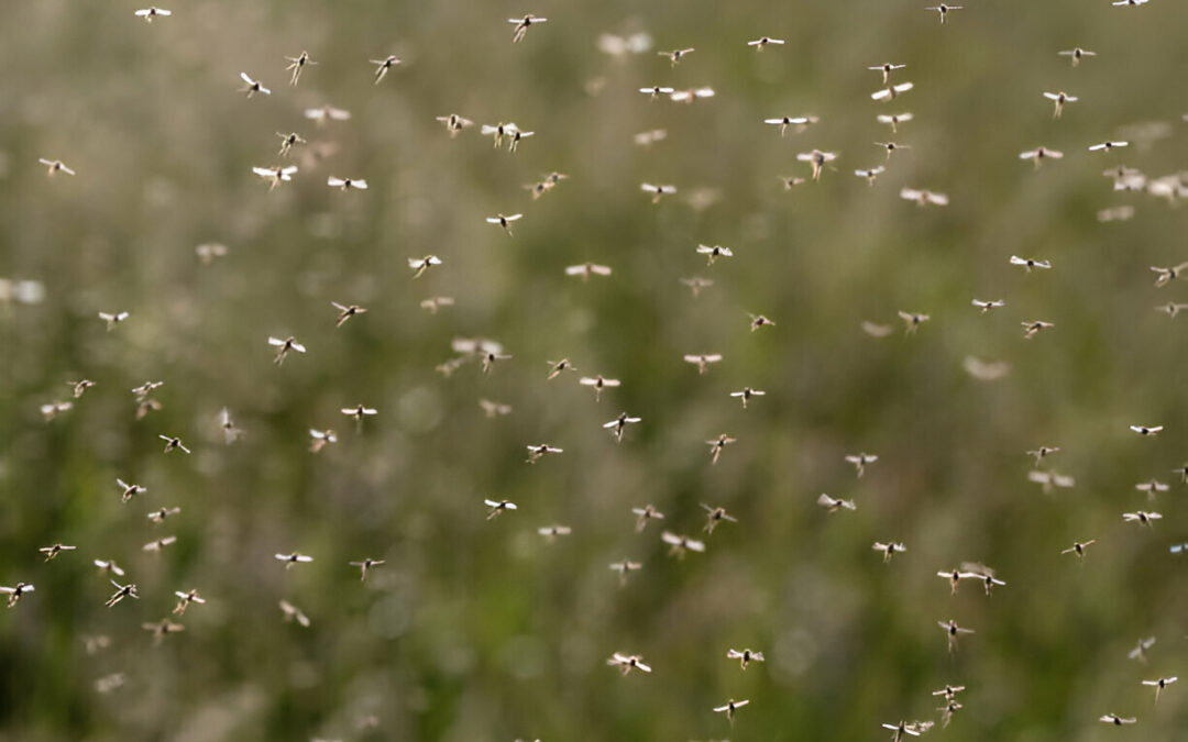 How to Get Rid of Mosquitoes in Your Backyard Naturally