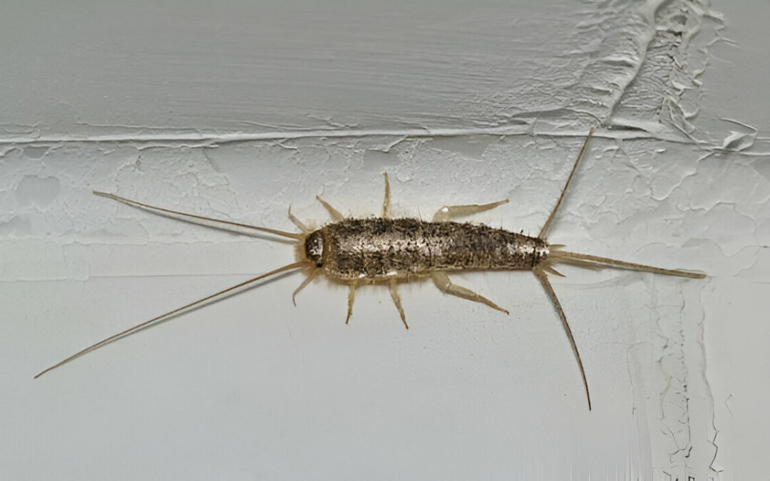 How to Get Rid of Silverfish Bugs