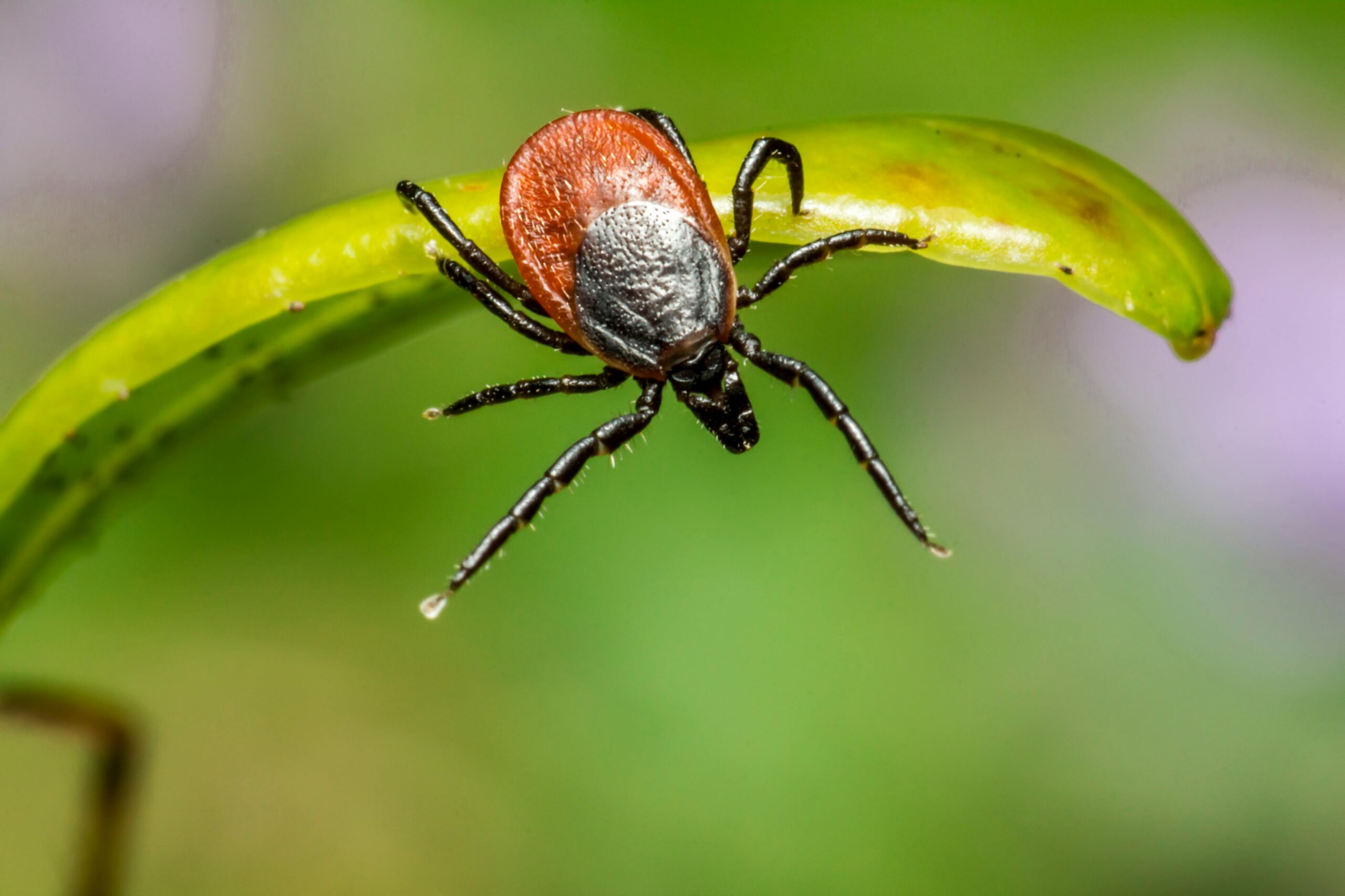 How to Kill a Tick and Prevent Future Infestations in Your Home?