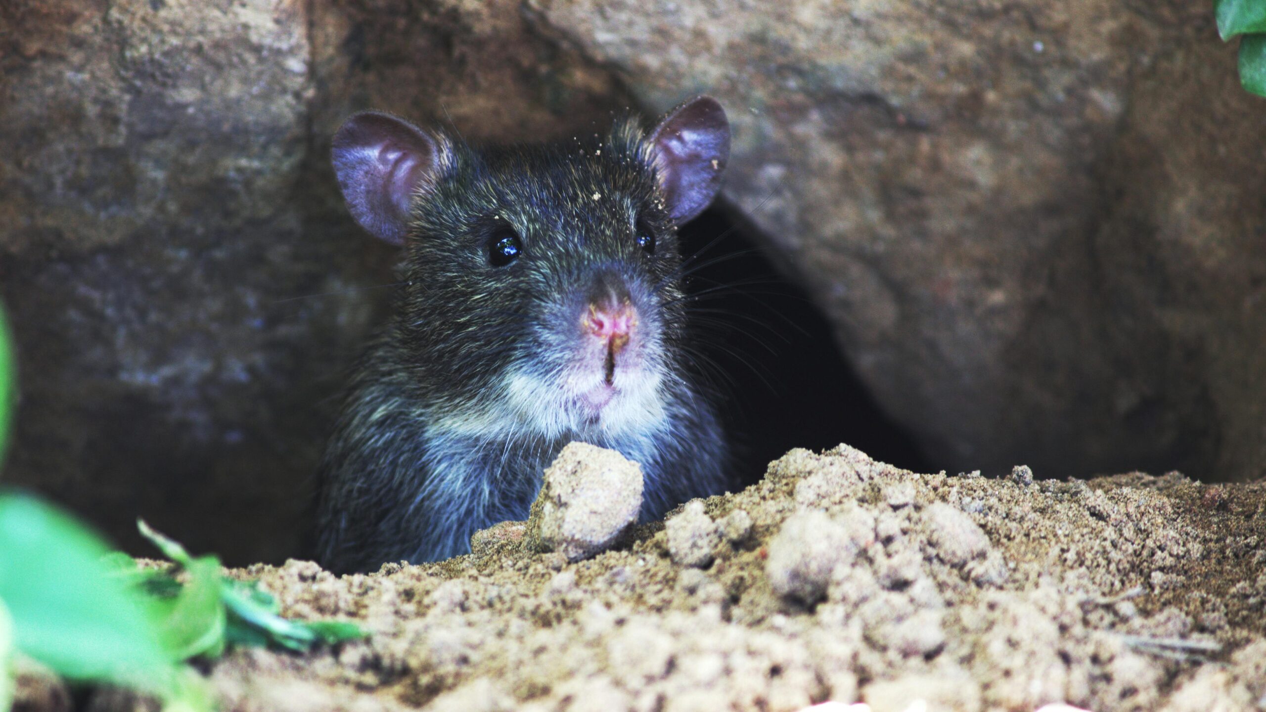 Top 5 Signs You Have a Rat Infestation in Florida and What You Can Do